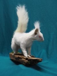 Albino-Eichhörnchen © Bodensee-Naturmuseum Albino-Eichhörnchen © Bodensee-Naturmuseum