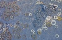 Symbiose von Anemone und Alge. © Jamie Canepa Symbiose von Anemone und Alge. © Jamie Canepa