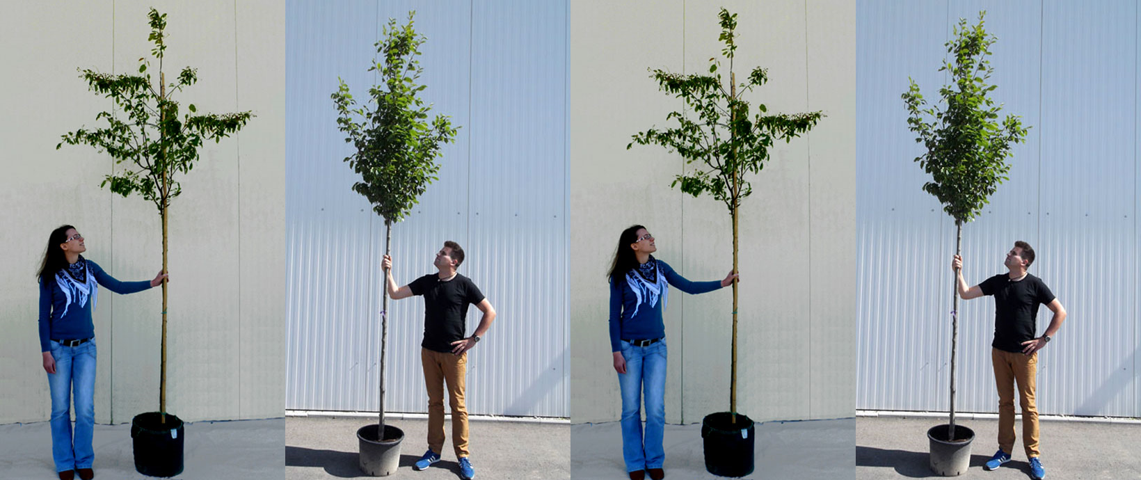 Bildcollage, auf der vier Menschen zu sehen sind, die jeweils einen jungen Baum in einem Topf festhalten