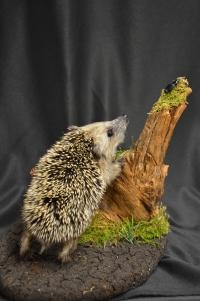 Ein kleiner Igel reckt sich nach einem Käfer. © Bodensee-Naturmuseum Ein kleiner Igel reckt sich nach einem Käfer. © Bodensee-Naturmuseum