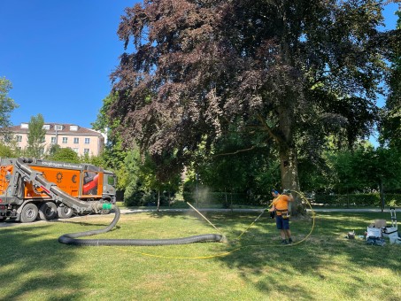 Blutbuche auf einer Wiese; mit einem orangenen Saugbagger wird die Erde aufgegraben, um im Erdreich rund um den Baum Sensoren einzubringen, die Daten zum Wasserbedarf liefern.