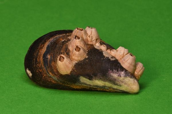 Seepocken kleben sich auch im Salzwasser fest – hier auf einer Miesmuschel © Bodensee-Naturmuseum