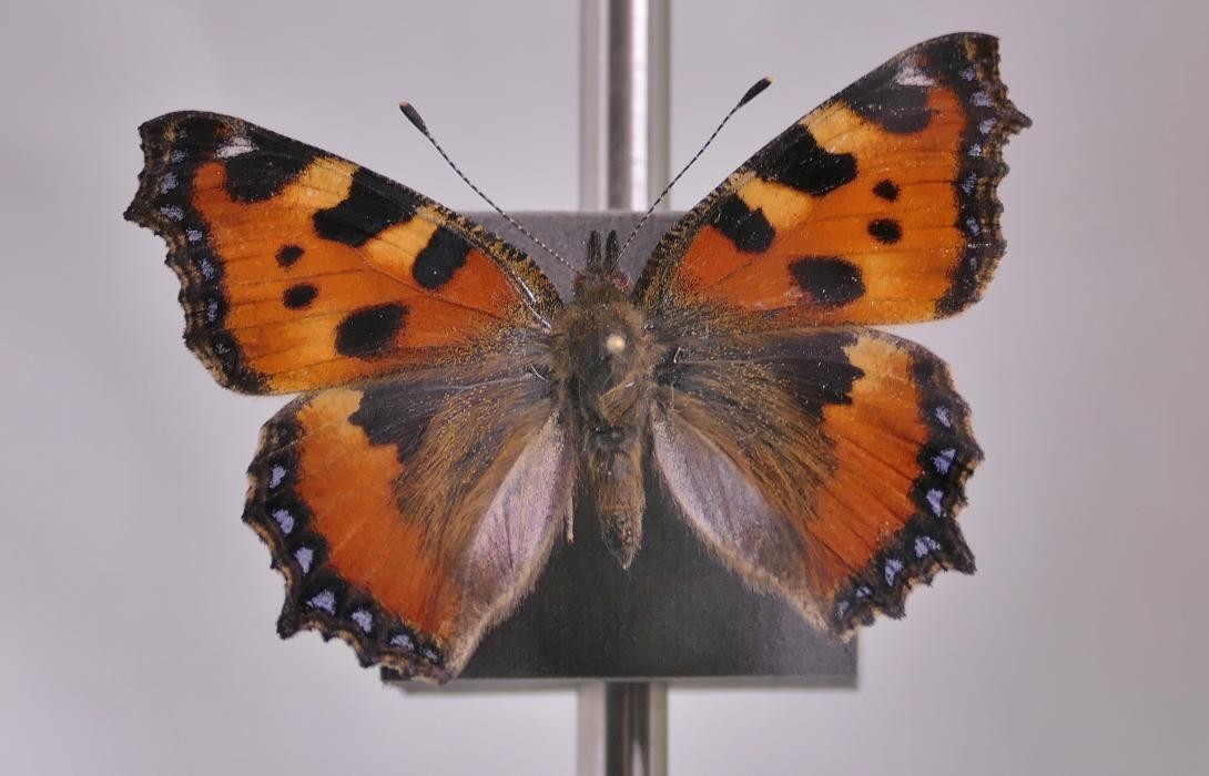 Schmetterling Kleiner Fuchs © Bodensee-Naturmuseum Konstanz