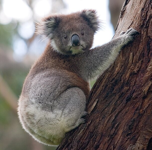 Koala_wikimedia commons